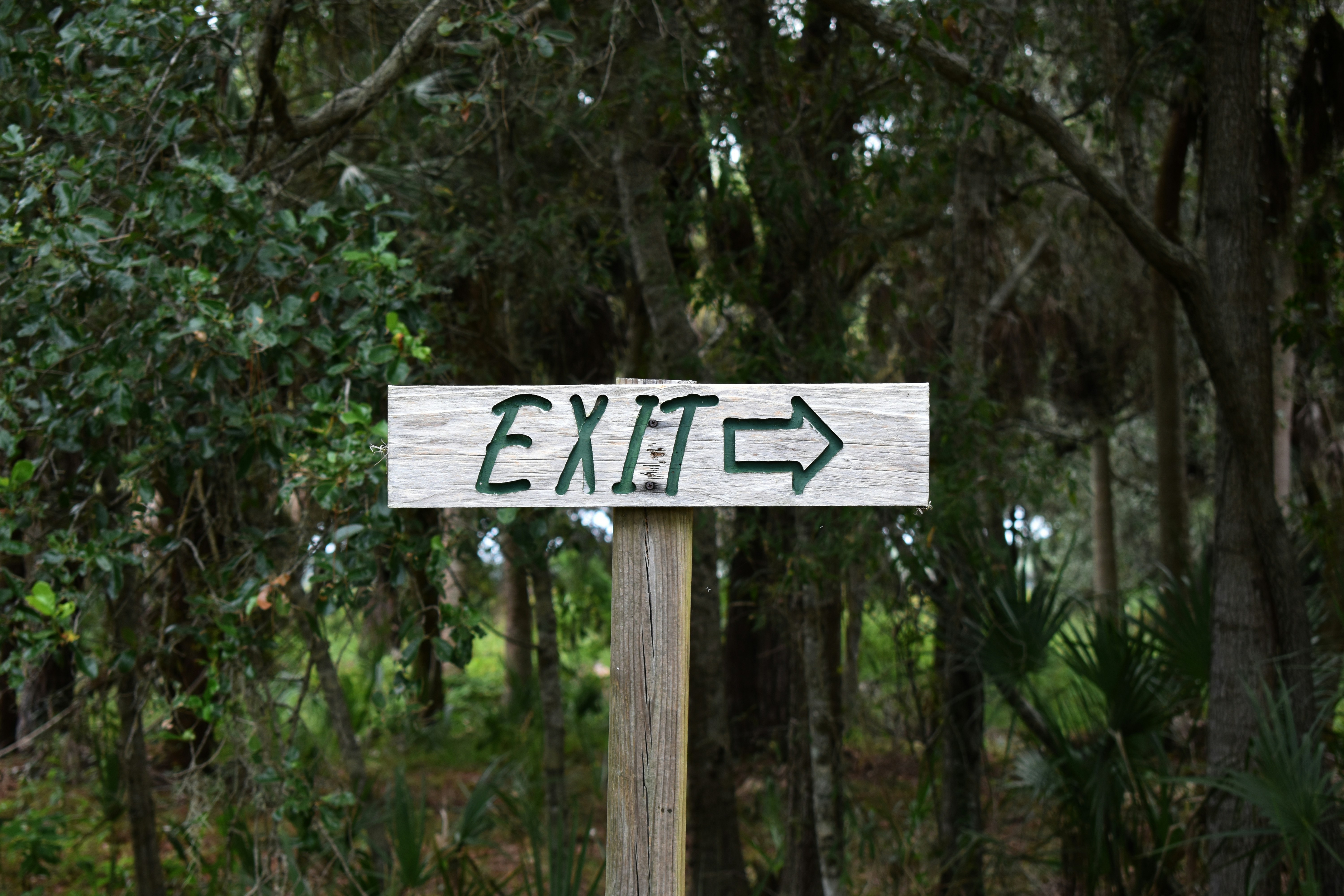 Wooden sign in the forest with the word "EXIT" and a right arrow, symbolizing direction and escape